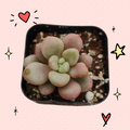 Graptoveria 'Avant-garde' in a black nursery pot.