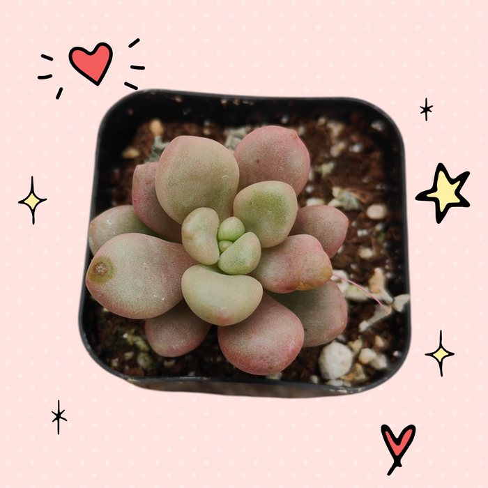 Graptoveria 'Avant-garde' in a black nursery pot.