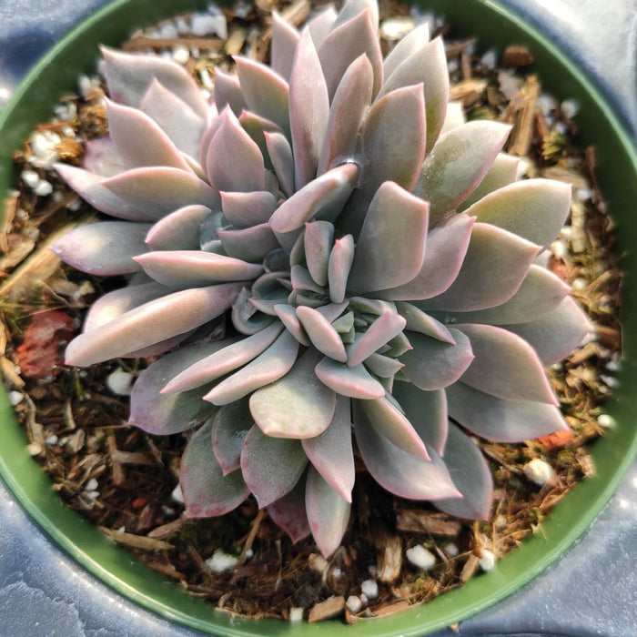 Graptoveria Debbie Crest in a small pot.
