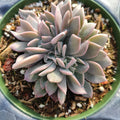 Graptoveria Debbie Crest in a small pot.