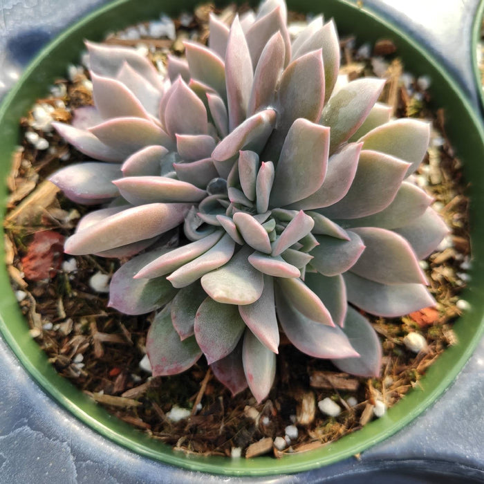 Graptoveria Debbie Crest succulent in green nursery pot.