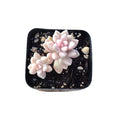 Graptoveria 'Mirinae' Variegated succulent in potting mix.