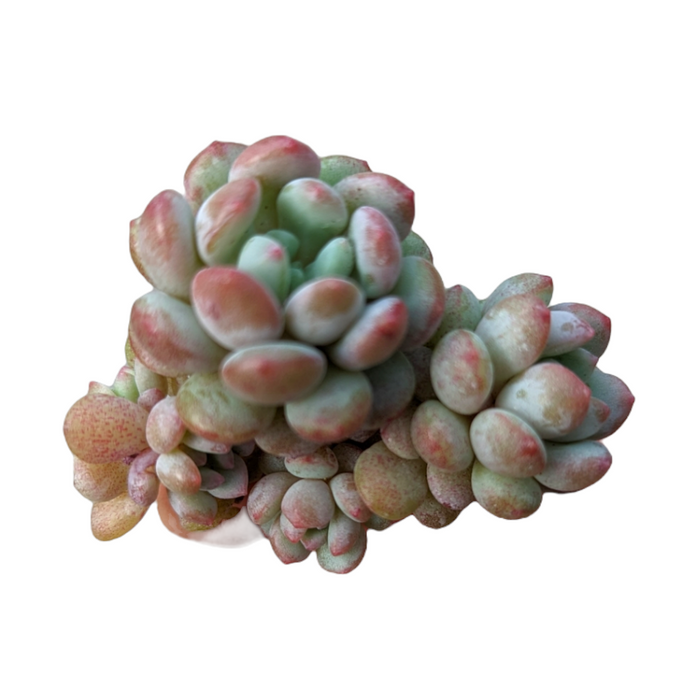 Graptoveria Pearl Beans with plump, pastel rosettes.
