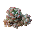 Graptoveria Pearl Beans with plump, pastel rosettes.