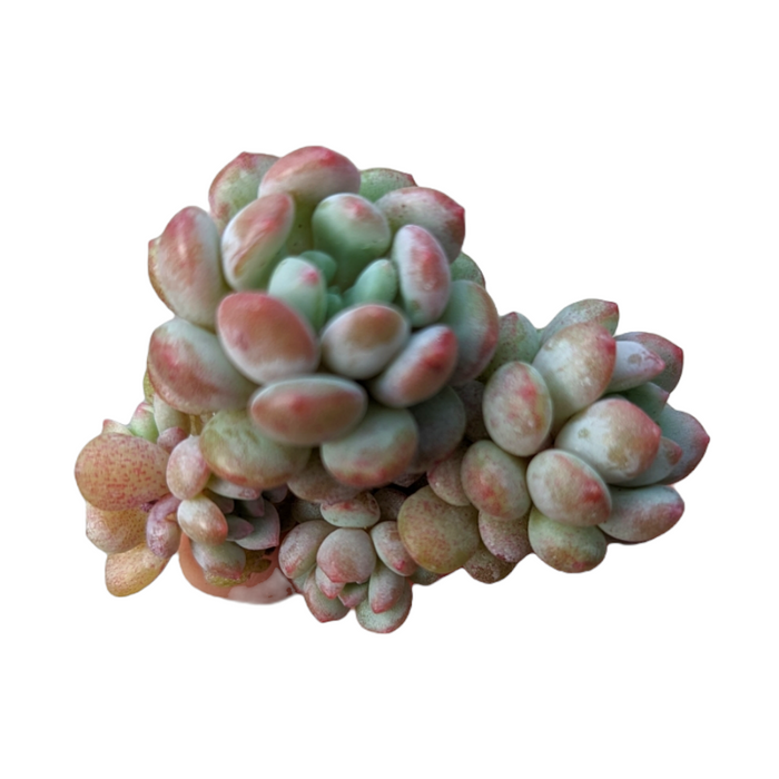 Graptoveria Pearl Beans succulent cluster with pink-tipped oval leaves.