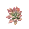 Graptoveria 'Ruby Donna' succulent with green-pink gradient leaves.