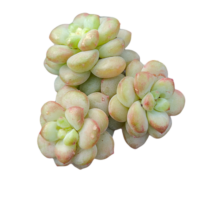 Graptoveria Shine muscat succulent rosettes with pink-tinged leaves.