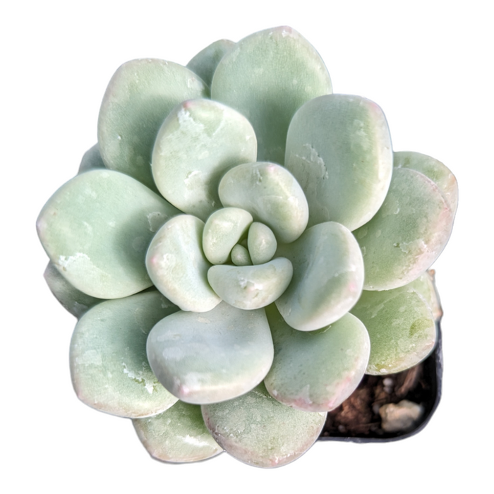 Graptoveria White Dew, rosette-forming succulent with pale-green fleshy leaves.