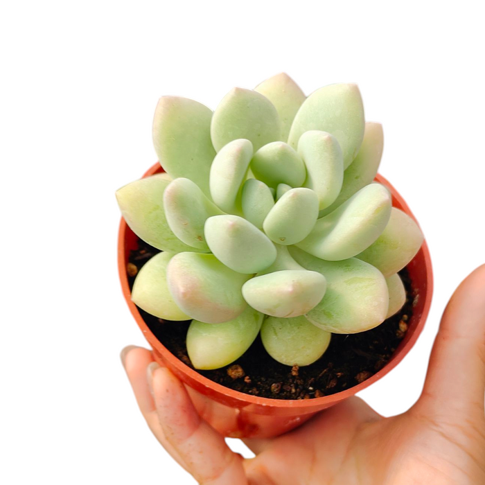 Graptoveria White Dew succulent in a hand.