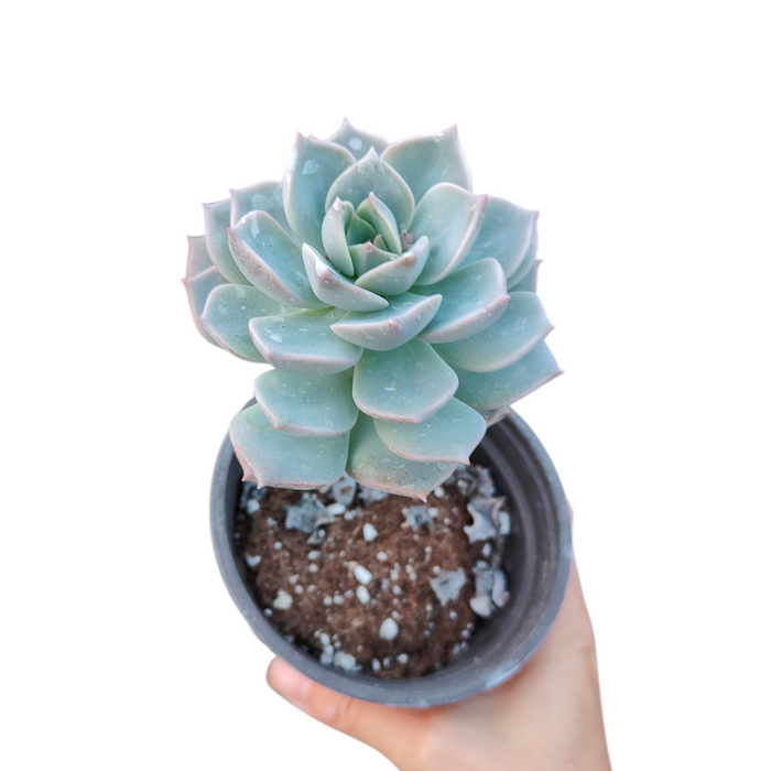 Graptoveria 'White Peony' succulent in hand.