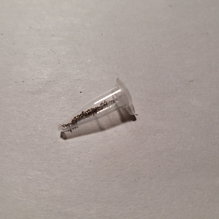 Greenovia aurea ex El Hierro seeds in microcentrifuge tube.