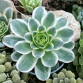 Greenovia aurea variegata succulent close-up in shallow pot.