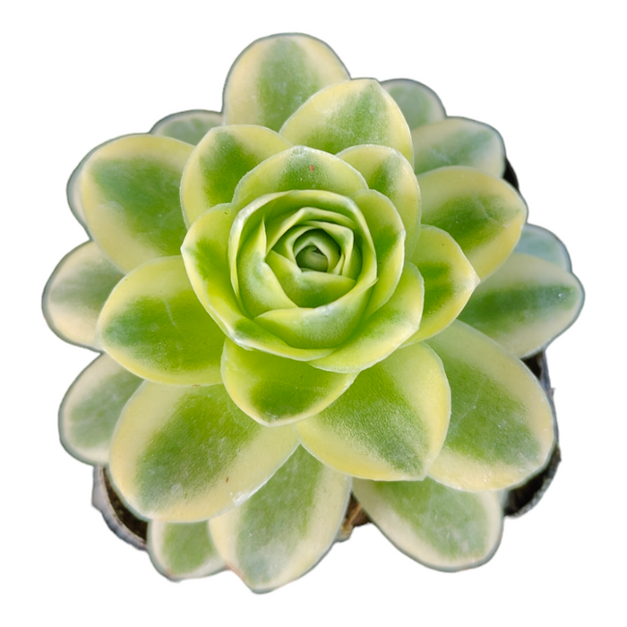 Greenovia aurea variegata succulent, top-down view, circular rosette.