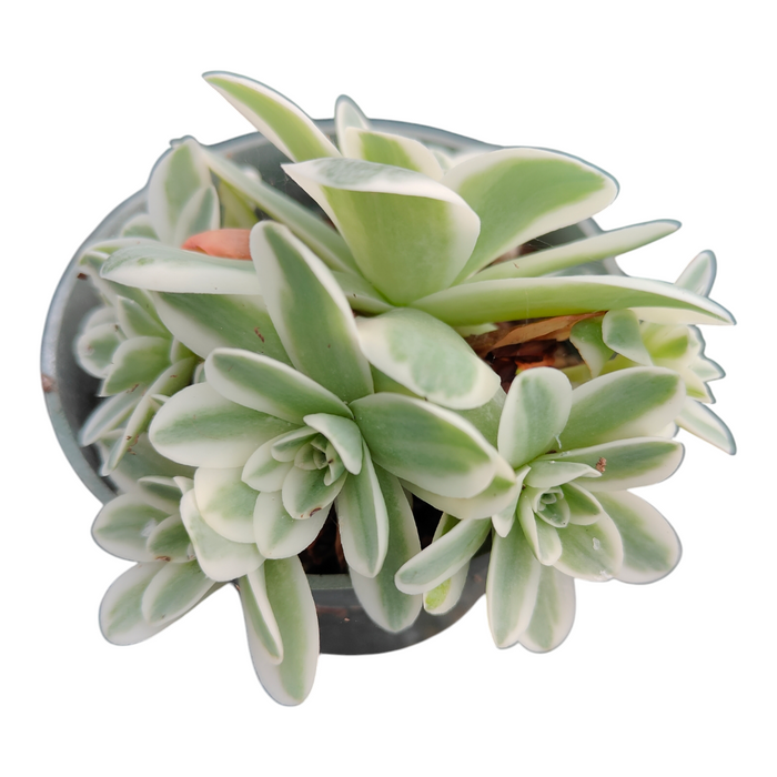 Greenovia aurea variegata, variegated succulent with lance-shaped, rosette leaves.