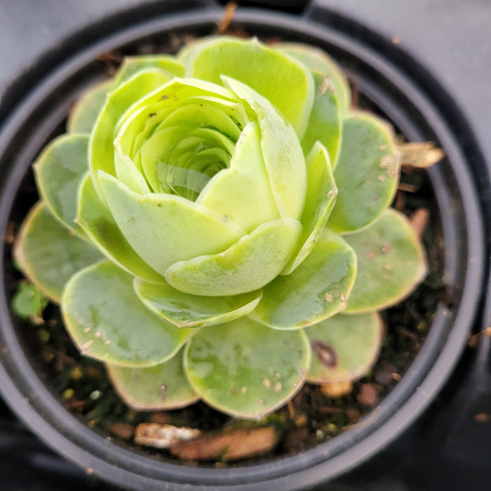 Greenovia aurea in black pot, spiral fleshy leaves with water center.