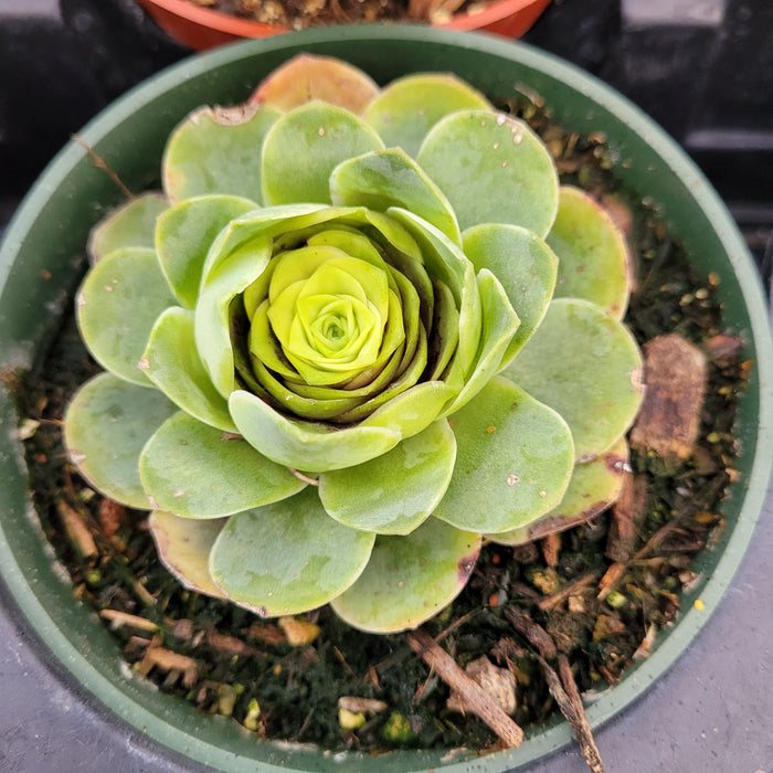 Greenovia aurea succulent, rosette-shaped, fleshy green leaves.
