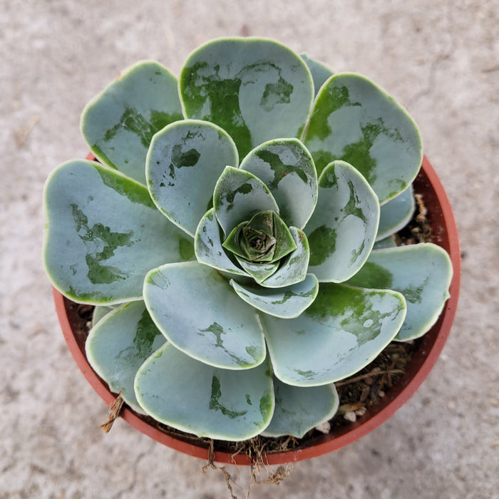 Greenovia aurea succulent in a tight rosette formation.