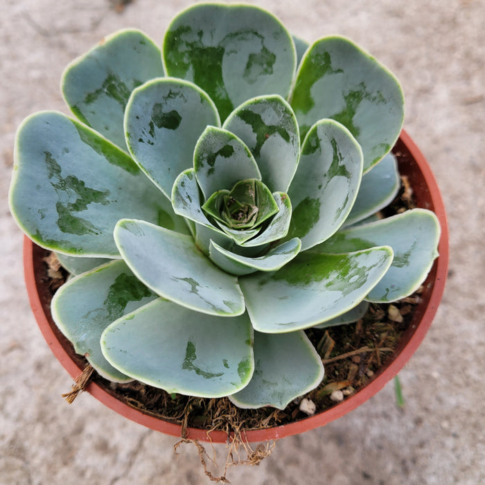 Greenovia aurea succulent in a small nursery pot.