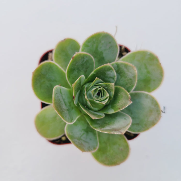 Greenovia aurea succulent in rosette pattern, top view.