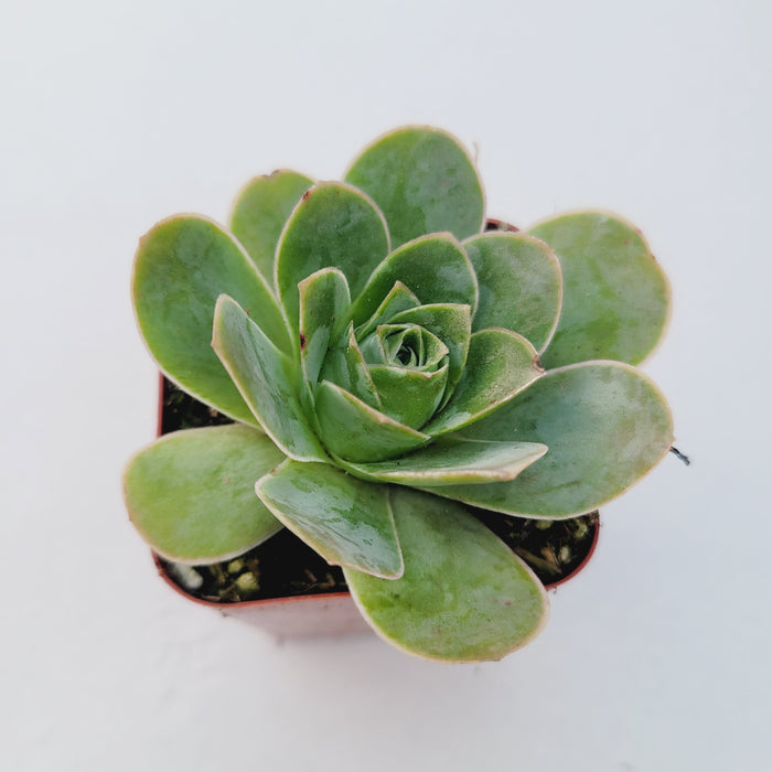 Greenovia aurea succulent in square pot, showcasing rosette form.