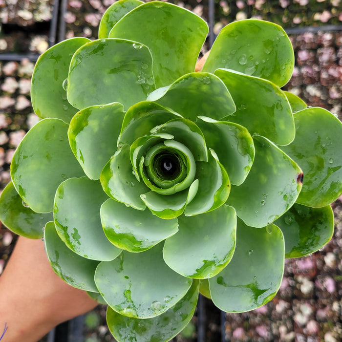 Greenovia aurea succulent with water droplets, held above seedling tray.