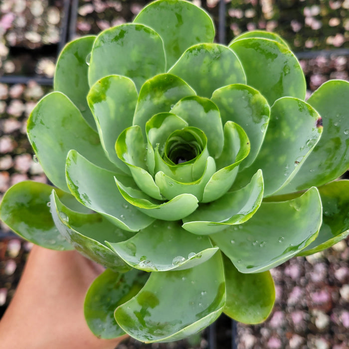 Greenovia aurea succulent with water droplets on spoon-shaped leaves.