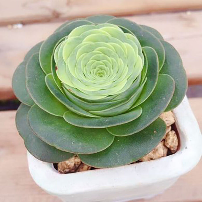 Greenovia diplocycla in white pot with gravel.
