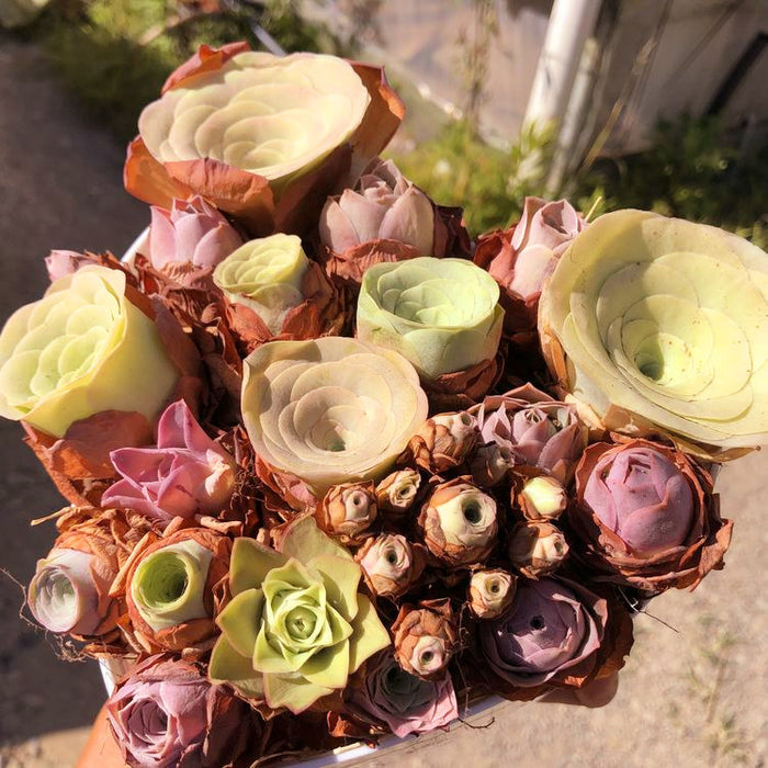 Greenovia Seeds Mix: succulent rosettes in growth stages for propagation.