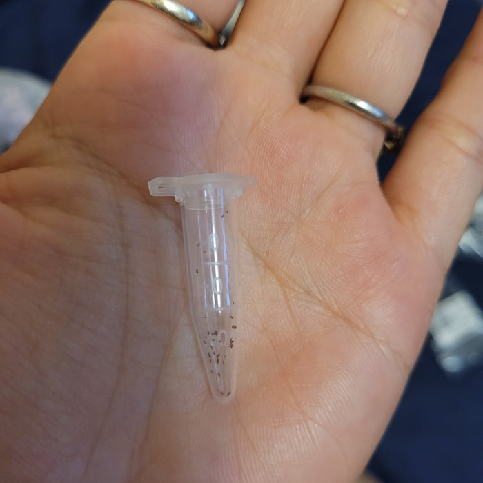 Greenovia Seeds Mix in a microcentrifuge tube.