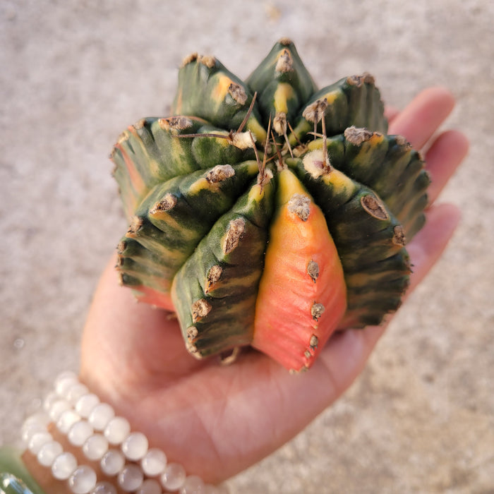 Gymnocalycium Mihanovichii variegated cactus held in hand.