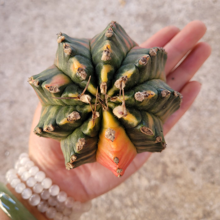 Variegated Gymnocalycium Mihanovichii cactus in hand, showcasing colorful ribs.