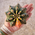 Variegated Gymnocalycium Mihanovichii cactus in hand, showcasing colorful ribs.