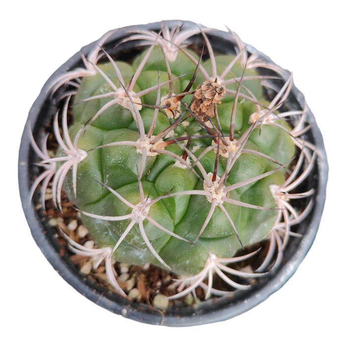Gymnocalycium monvillei in a nursery pot, top view.