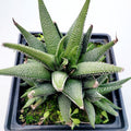Haworthia attenuata 'Concolor' in square pot.