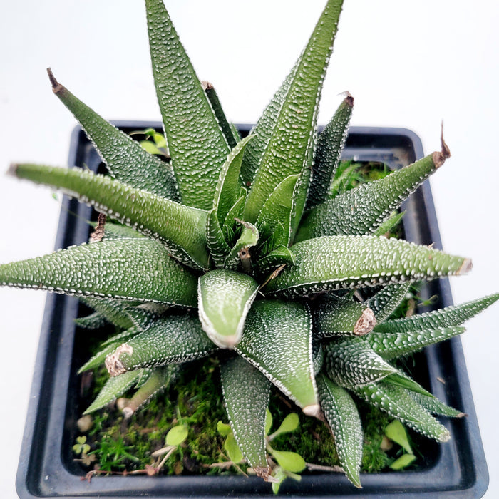 Haworthia attenuata 'Concolor' in square pot.