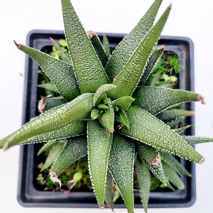 Haworthia attenuata 'Concolor' in black nursery pot, top view.