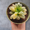 Variegated Haworthia Correcta Hyb. in green pot.