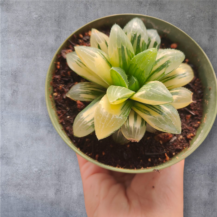Variegated Haworthia Correcta Hyb. in green pot.