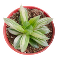 Haworthia cuspidata 'Star Window Plant' Variegata, potted succulent.