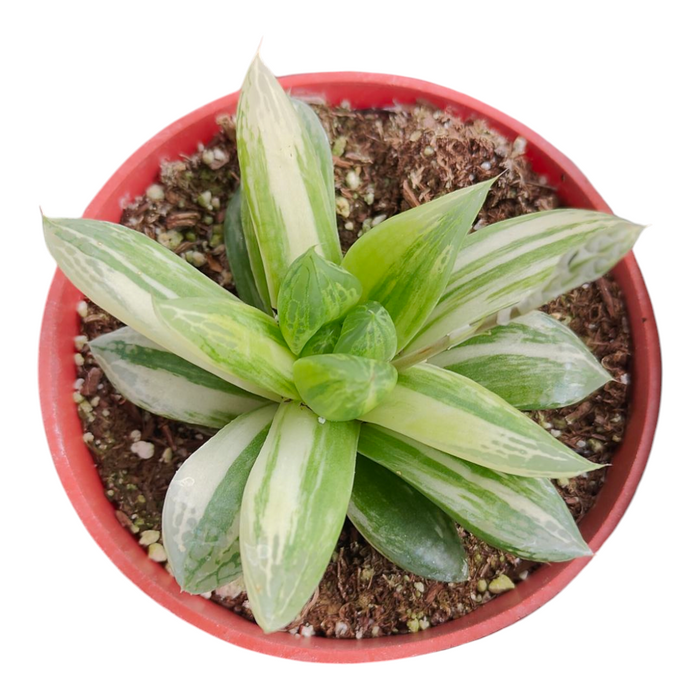 Haworthia cuspidata 'Star Window Plant' Variegata, potted succulent.