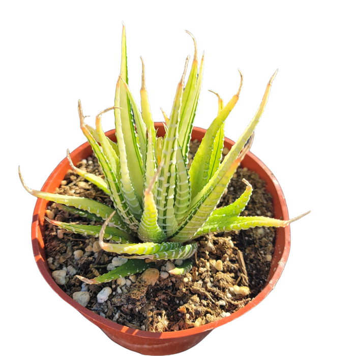 Haworthia fasciata Variegata potted succulent with white-striped leaves.