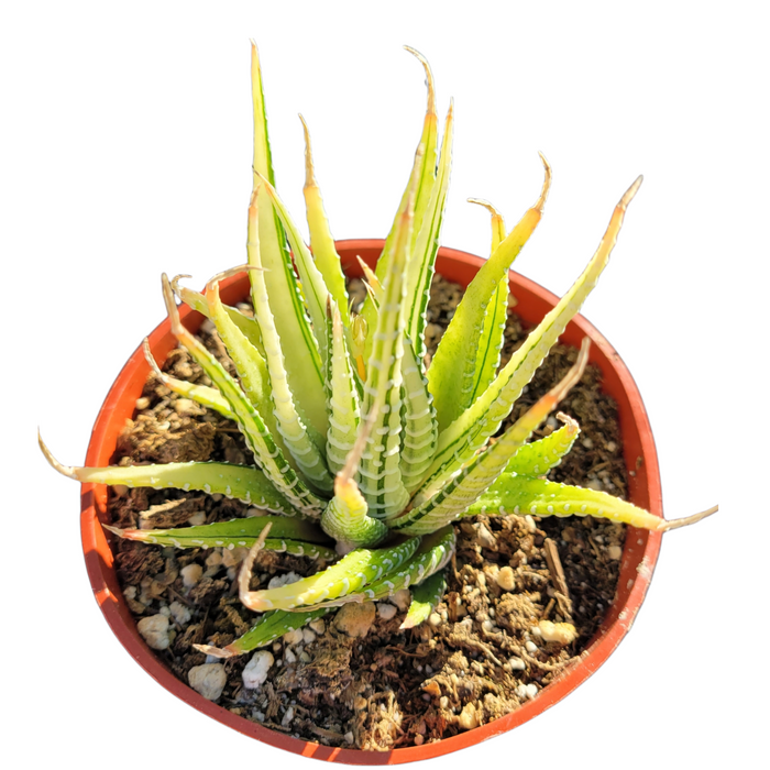 Haworthia fasciata Variegata in red pot with spiky leaves.