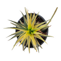 Haworthia limifolia variegated, spiky-leaved potted succulent.