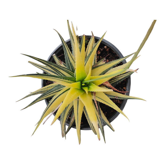 Haworthia limifolia variegated, spiky-leaved potted succulent.