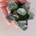 Haworthia maughanii in hand, showcasing translucent leaves.