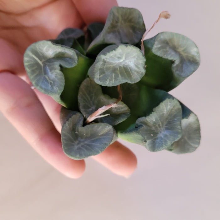 Haworthia maughanii succulent held in hand.