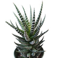 Haworthia reinwardtii 'Zebra Wart' succulent, potted with striped leaves.