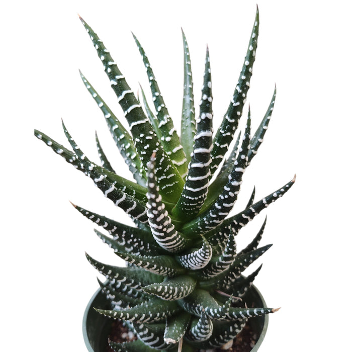 Haworthia reinwardtii 'Zebra Wart' succulent, potted with striped leaves.