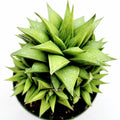 Haworthia rigida succulent in a nursery pot.