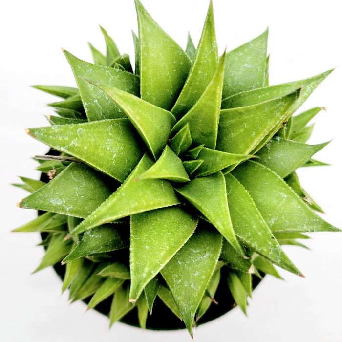 Haworthia rigida in geometric rosette, top-down view.